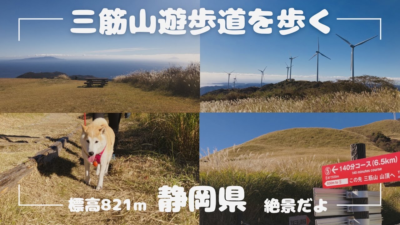 【静岡県】柴犬さんと三筋山遊歩道を歩く🏔🐕絶景だよ！