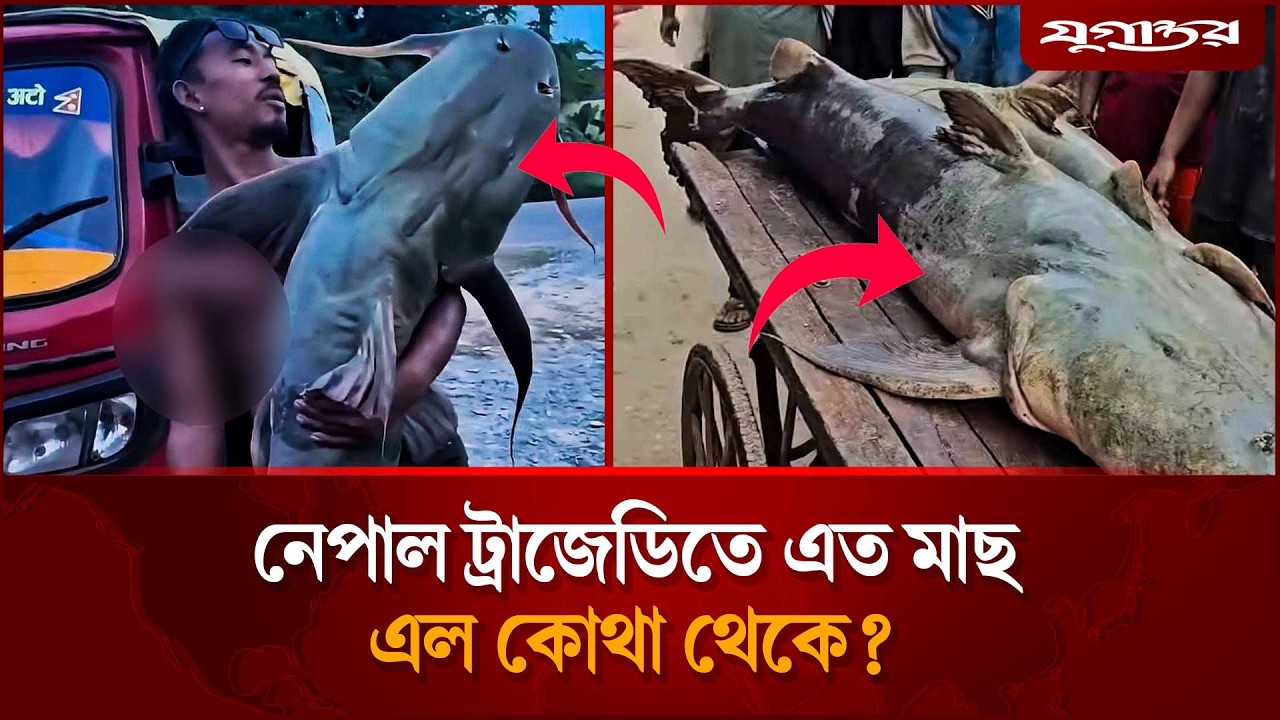 নেপাল ট্র্যাজেডিতে এত মাছ এলো কোথা থেকে? | Nepal Flood | Giant Fish | Jugantor