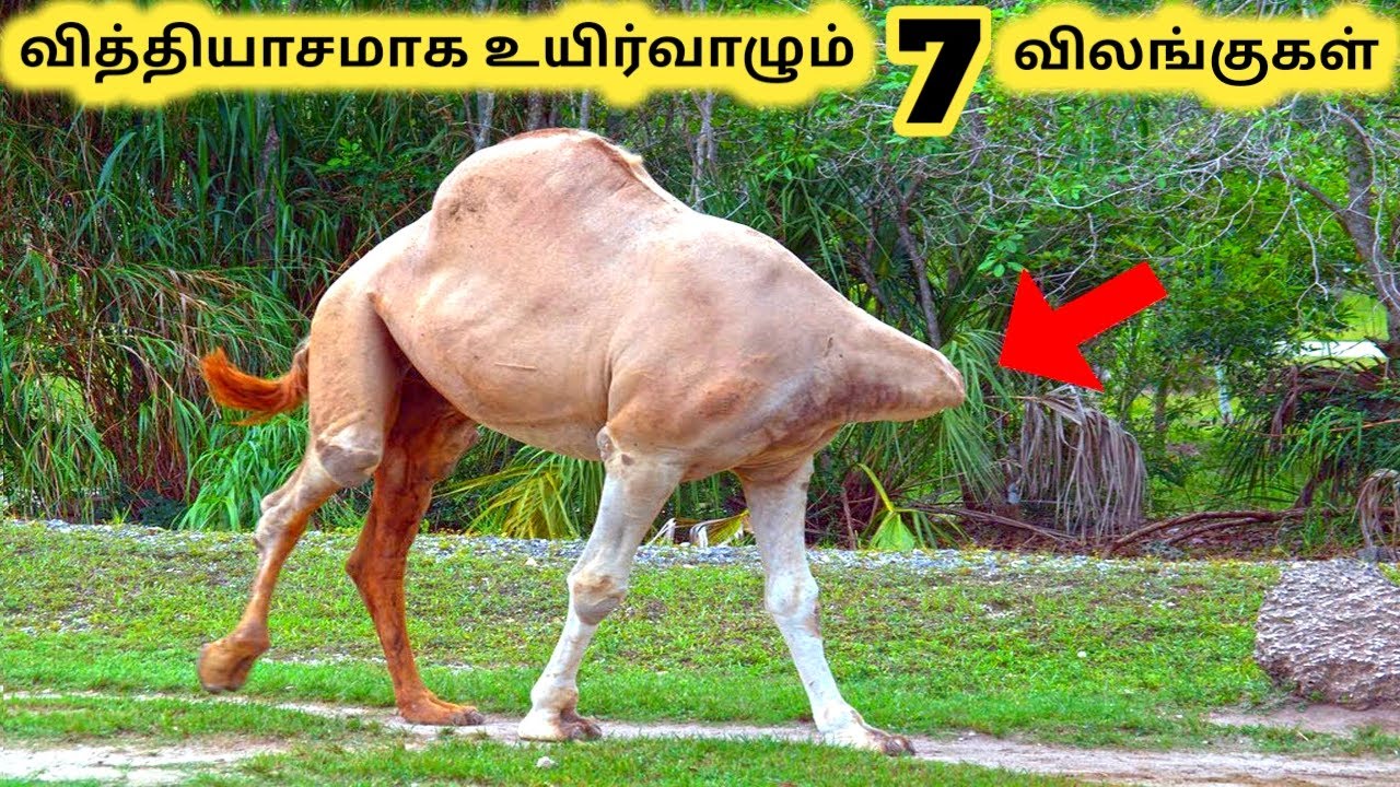 வித்தியாசமாக உயிர் வாழும் விலங்குகள் || Seven Amazing Survived Animals || Tamil Info Share