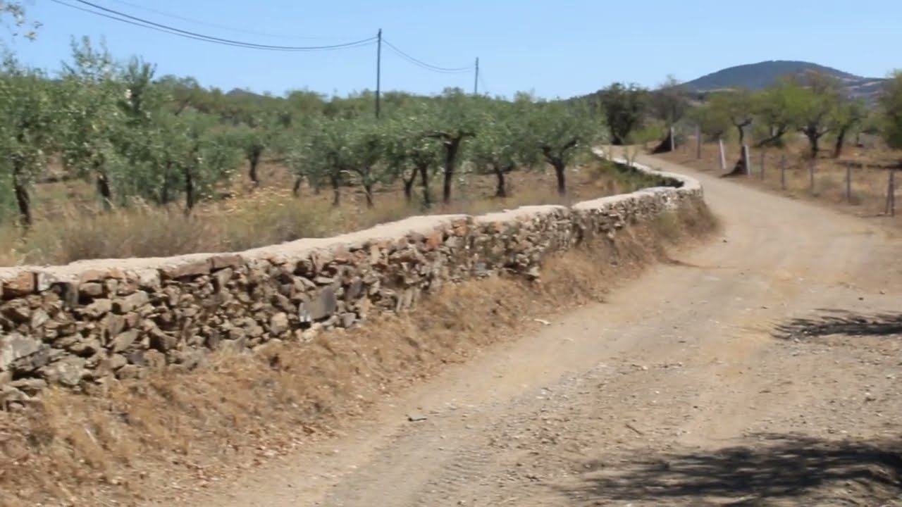 Ancient Paths to Liquid Gold: The 200-Year-Old Olive Groves of Tr&aacute;s-os-Montes, Portugal.