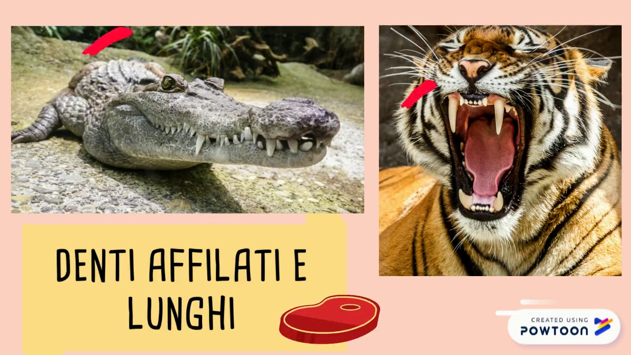 *Erbivori, carnivori e onnivori: una curiosit&agrave;*