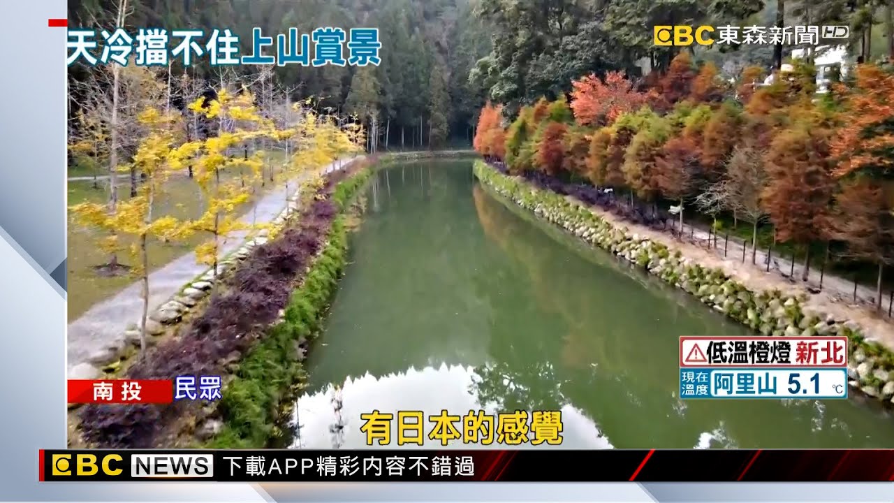 天寒轉色！杉林溪水杉「金黃耀眼」 美景狂吸6千人 @newsebc