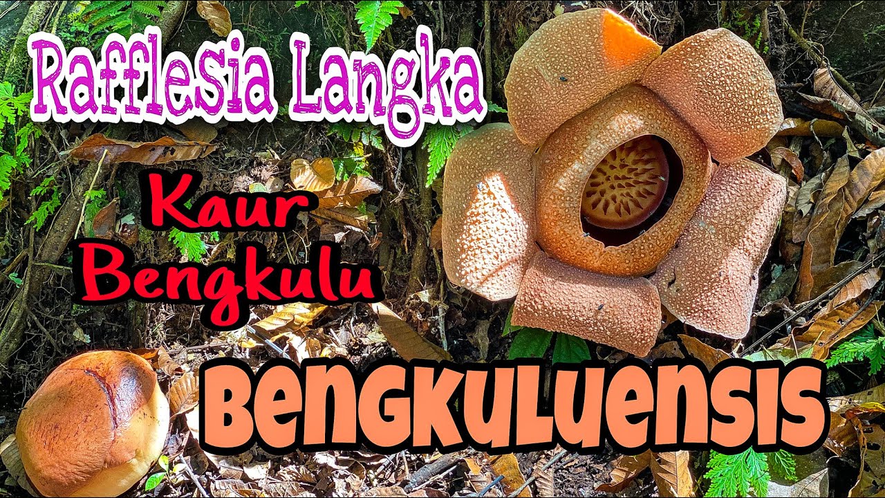Bunga Rafflesia BENGKULU yang langka 