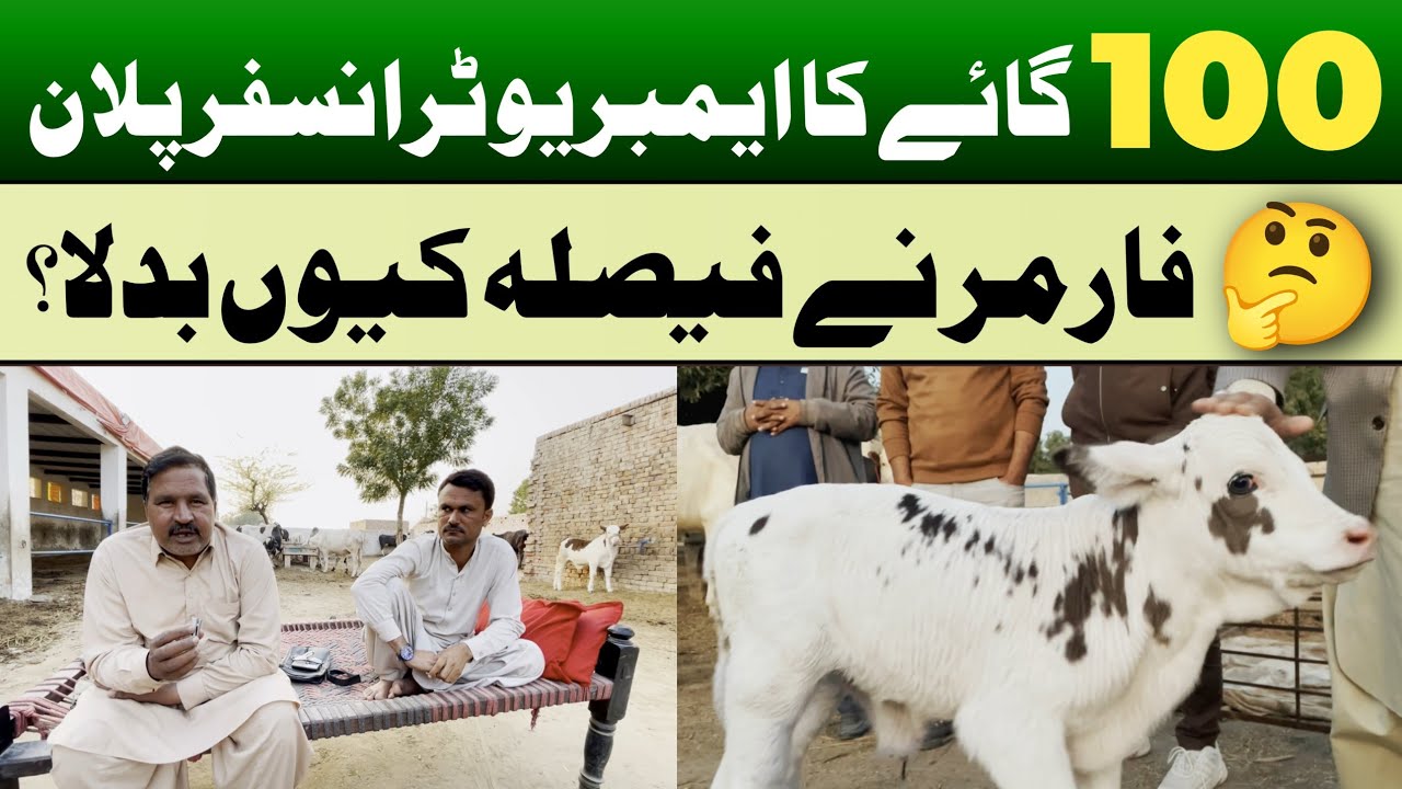 Cow Embryo Transfer Reality 😟 🧬 | Farmer Ke Dar Aur Sawalat 🐮