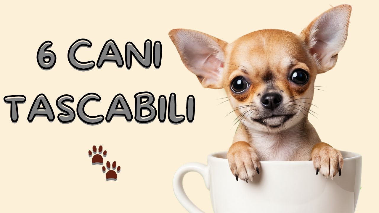 Le 6 Razze di Cani Pi&ugrave; Piccole (e Adorabili) al Mondo