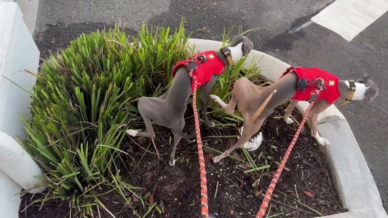 Italian Greyhounds go to the Unleashed Celebration Dog Park, and I go to Epcot for a Morning Walk