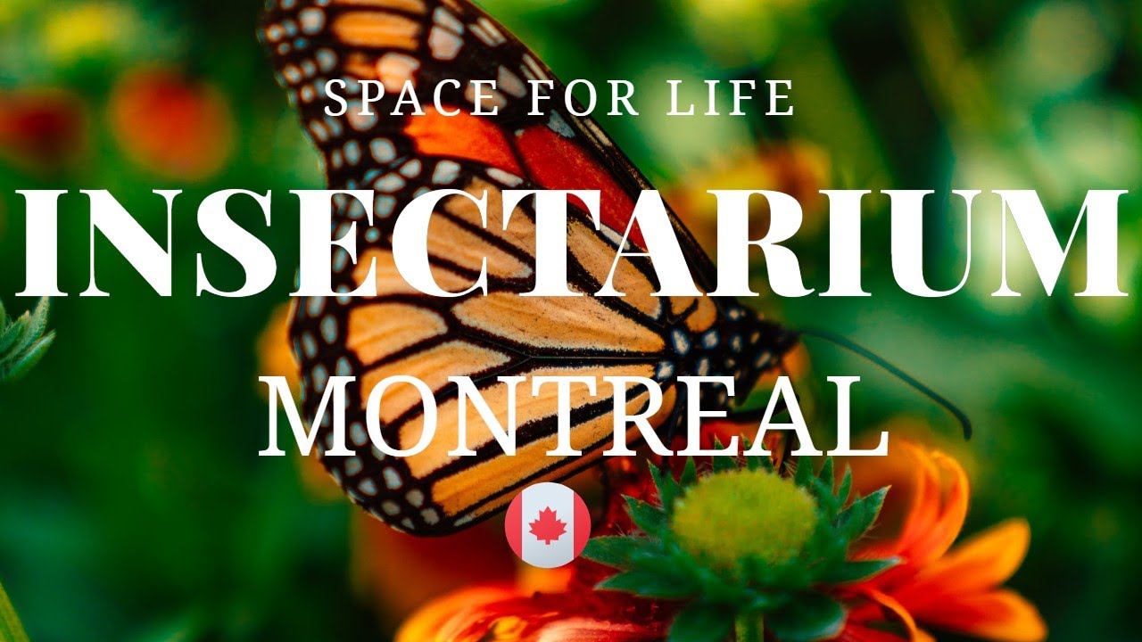 Insectarium de Montréal | Space for Life [4K] #insectarium #butterfly #montreal