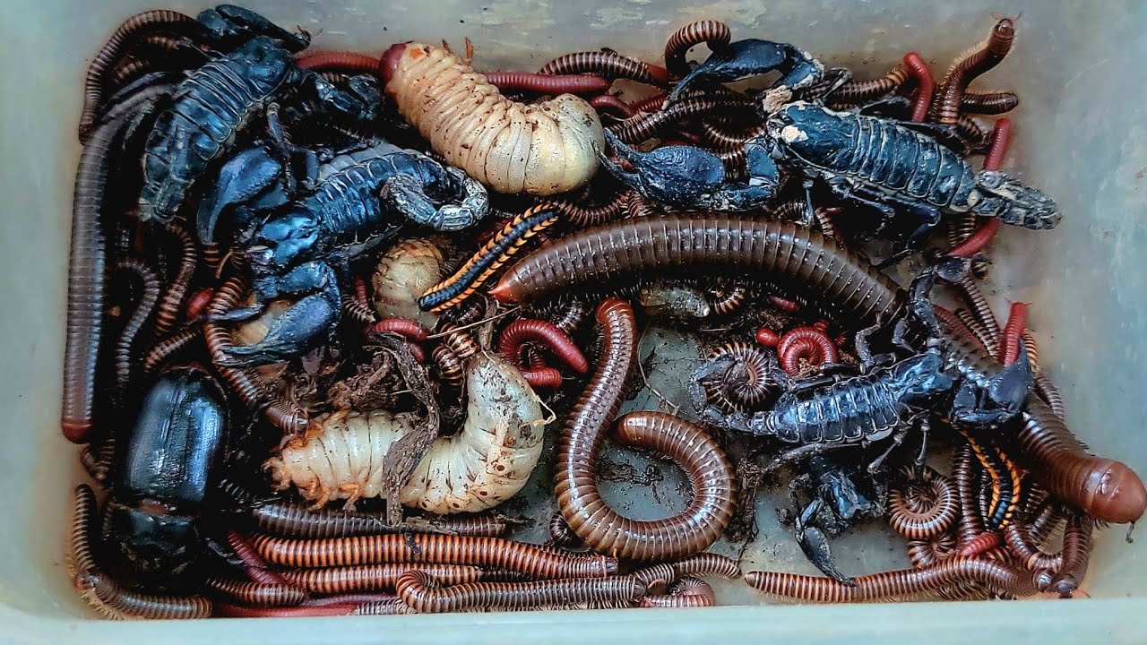 Catch Venomous Scorpion, Giant Millipede, Snails, Red Spotted Millipede, Small Red Millipedes
