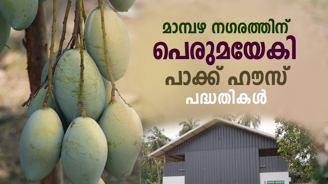മാമ്പഴ നഗരത്തിന് പെരുമയേകി പാക്ക് ഹൗസ് പദ്ധതികൾ