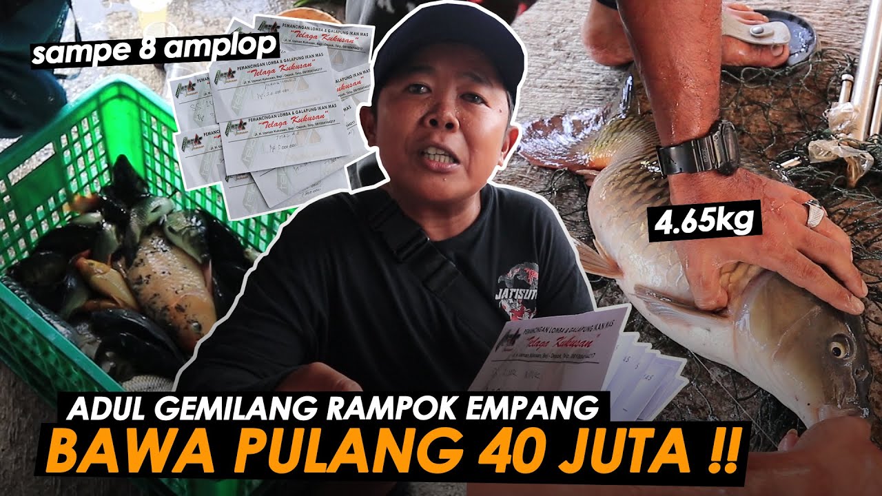 ADUL GEMILANG KESURUPAN❗️INDUK 1 (SATU) TOTAL WILAYAH DISIKAT ABIS || Am#259