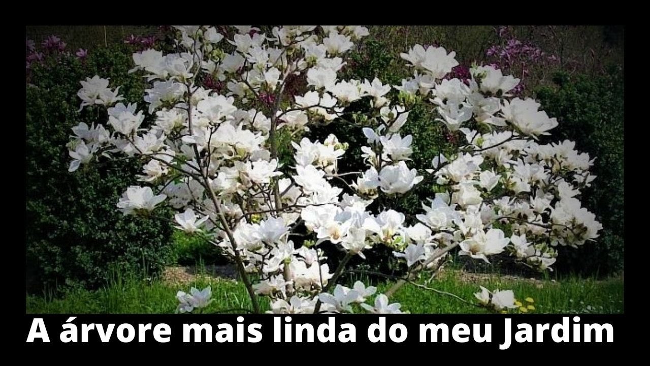Como plantar Magnólia Branca - YouTube