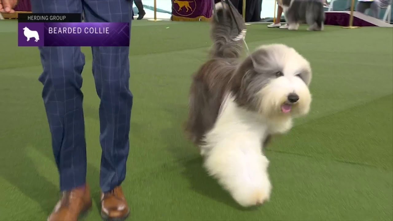 Bearded Collies | Breed Judging 2023