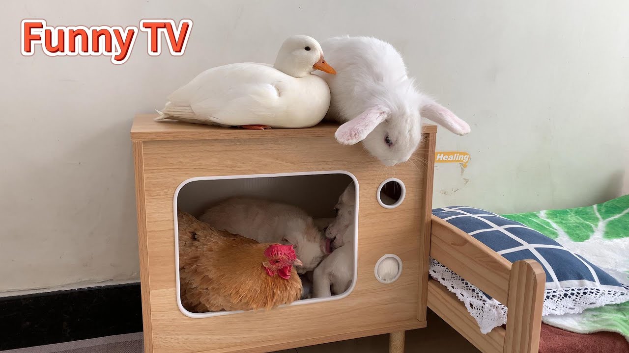 A puppy, a hen, a duck, a rabbit, and a kitten make up a happy family sleeping in their TV room!