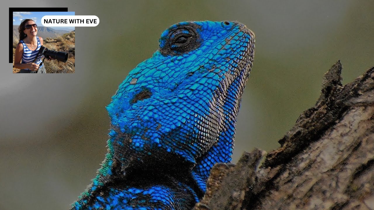 SOUTHERN TREE AGAMAS - BLUE - HEADED LIZARDS #nature #wildlife #photography #agama #lizzard