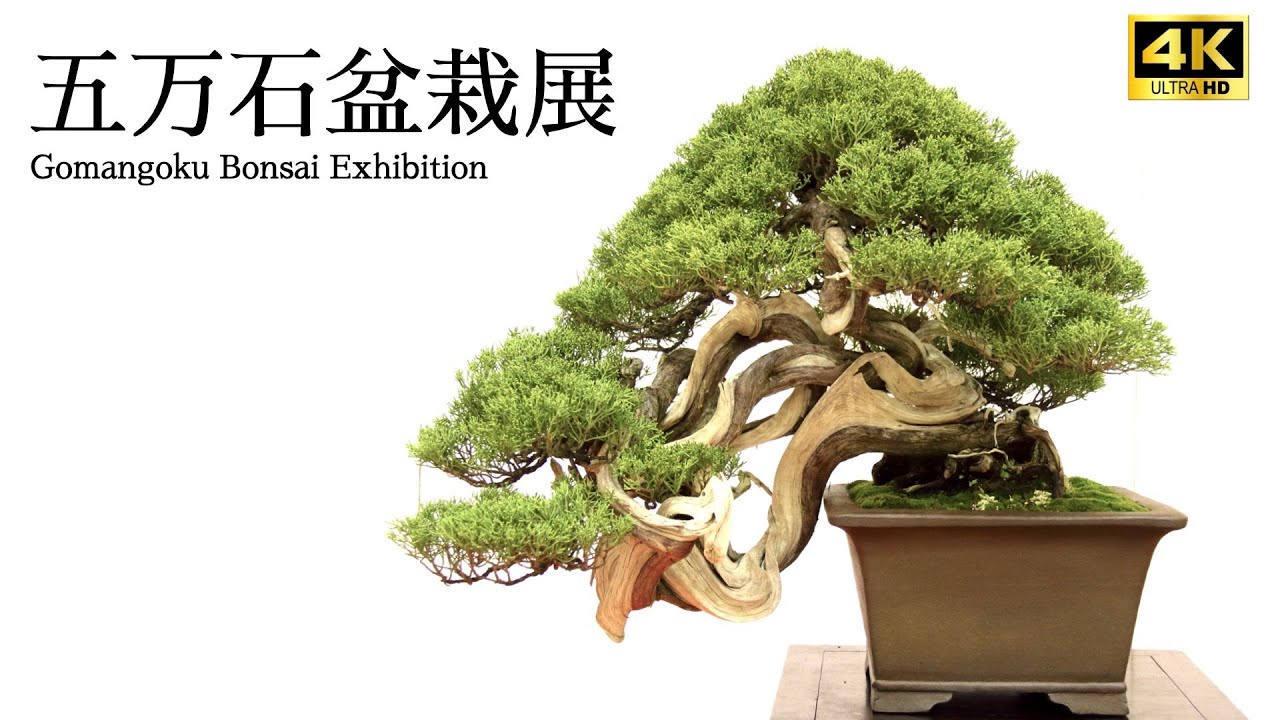 [4K ロング] 第32回 五万石盆栽展 大樹園 全出品樹掲載