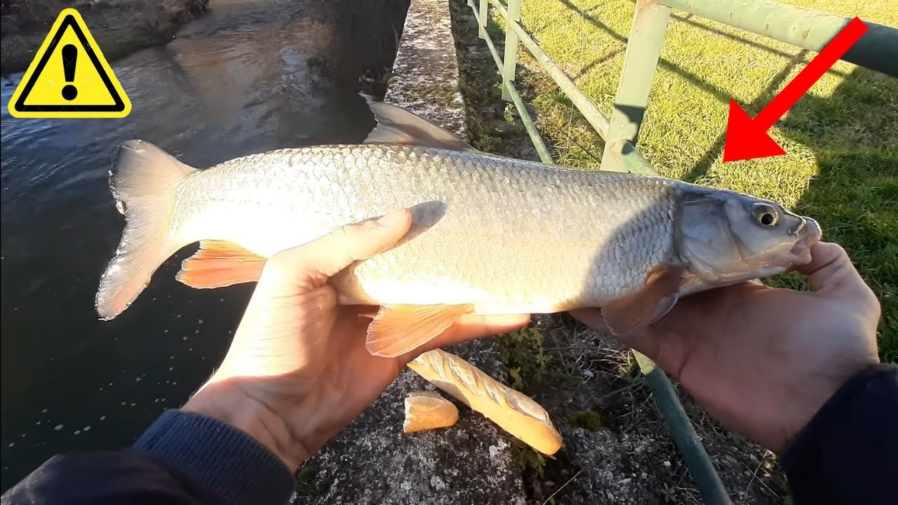 IL Y A DES MONSTRES ICI !! PÊCHE au PAINS en HIVER