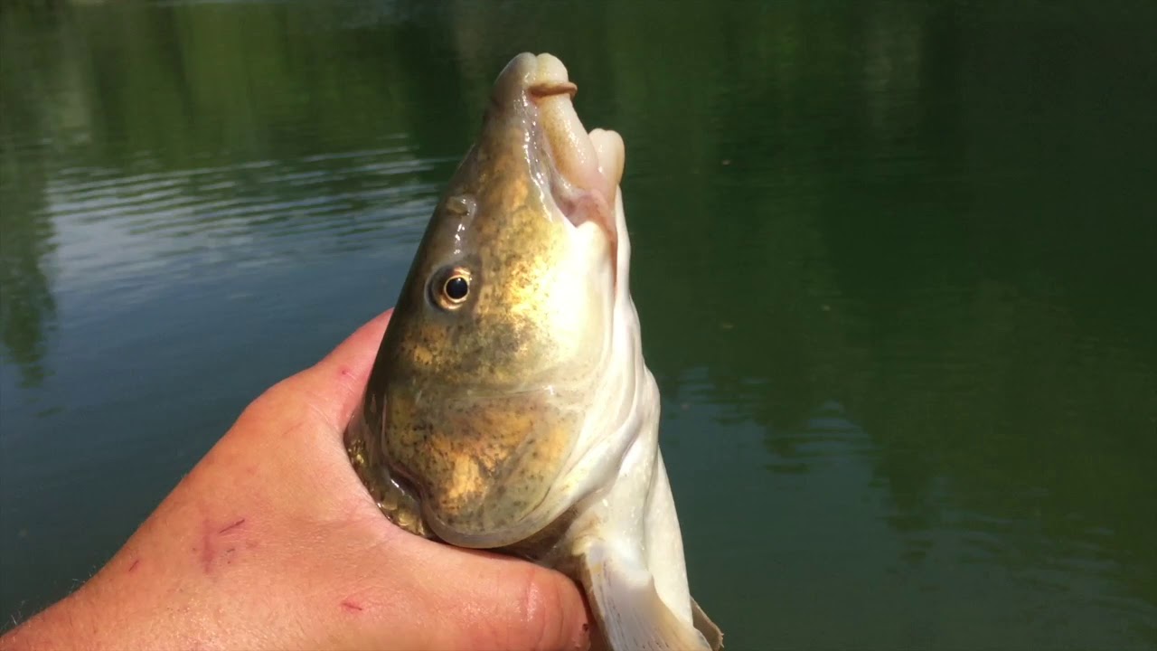 PESCATONA DAL MURAGLIONE
