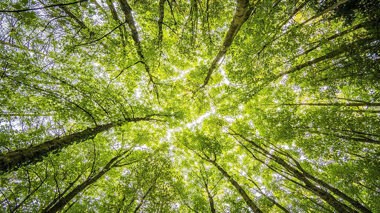 Environmentalism, environmental economics, and environmental justice