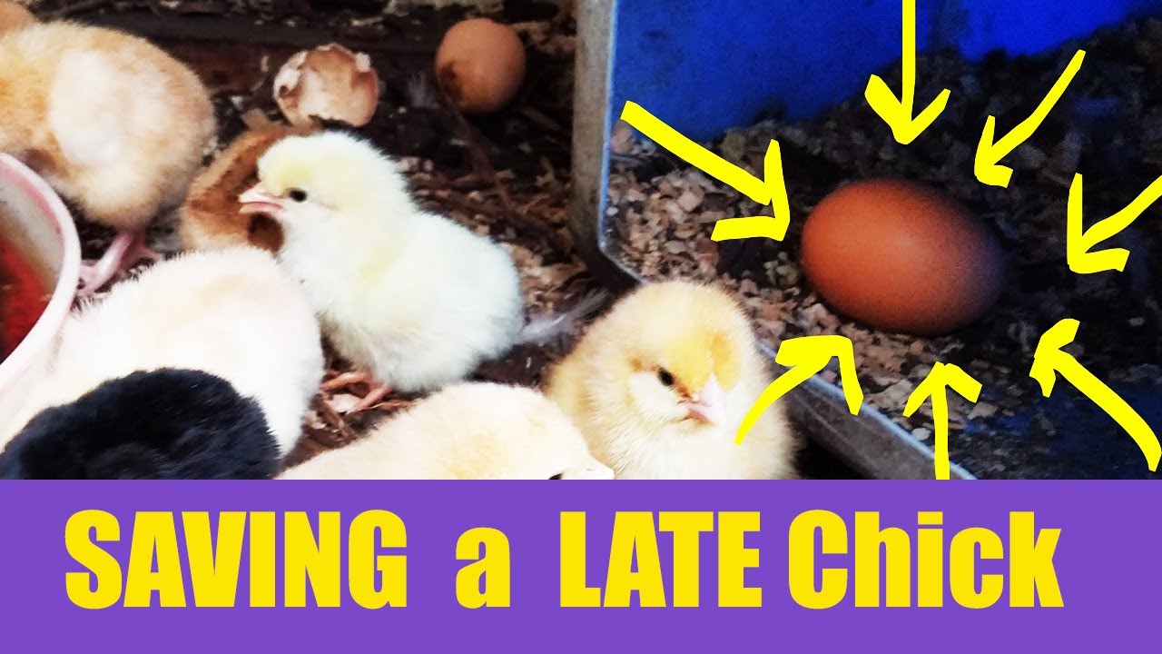 Saving a late hatching chick
