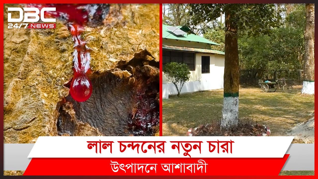 লাল চন্দন পাওয়া গেল টাঙ্গাইলে | DBC News Special