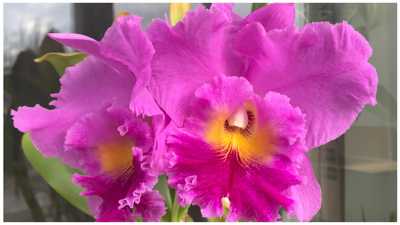 Blc. Pink Empress 'Ju-Shen AM/AOS' - розовая императрица!