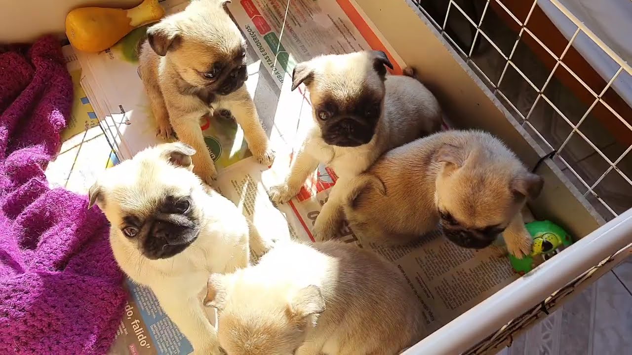 Filhotes Vicky x Eros (11/05/2025) - Pug