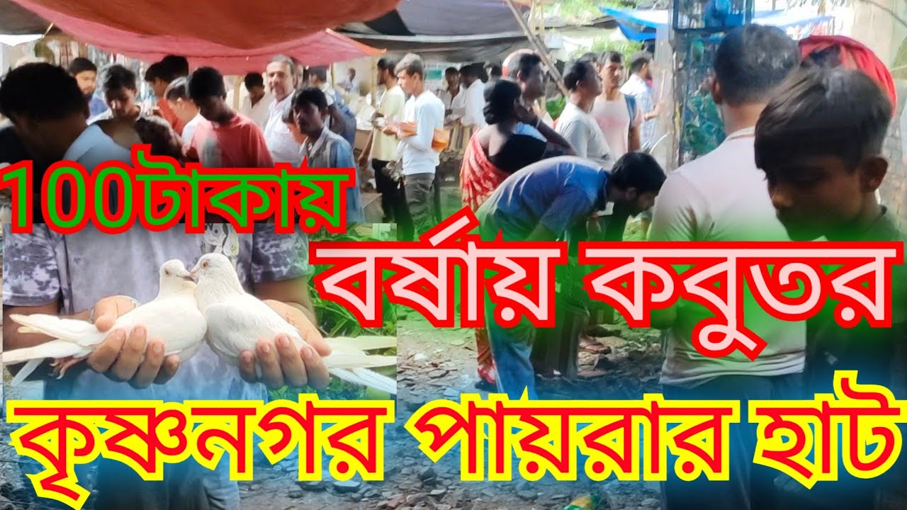 কৃষ্ণনগর পাখির হাট। Krishnagour pigeon markat। বিখ্যাত হাট নদীয়ার