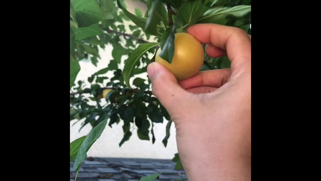 Yellow Plum Juice