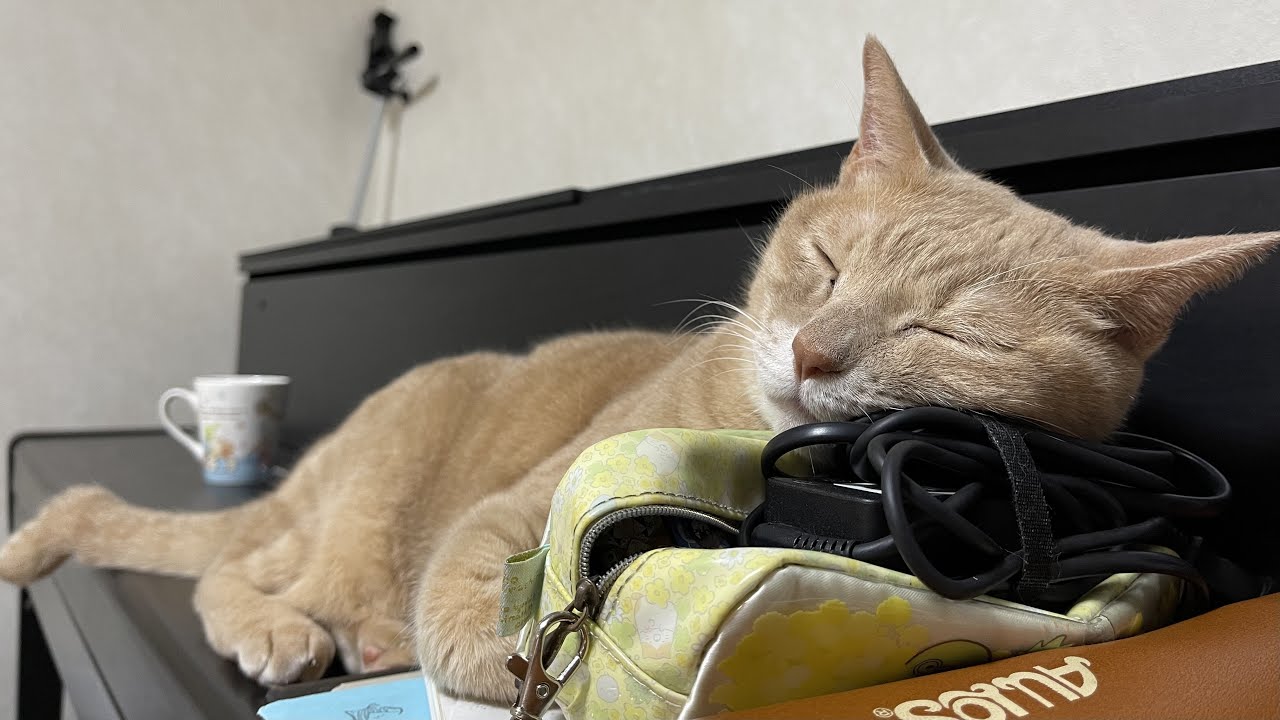 息子の姿が見えなくなると追いかける健気な猫をジッと待つ健気な息子