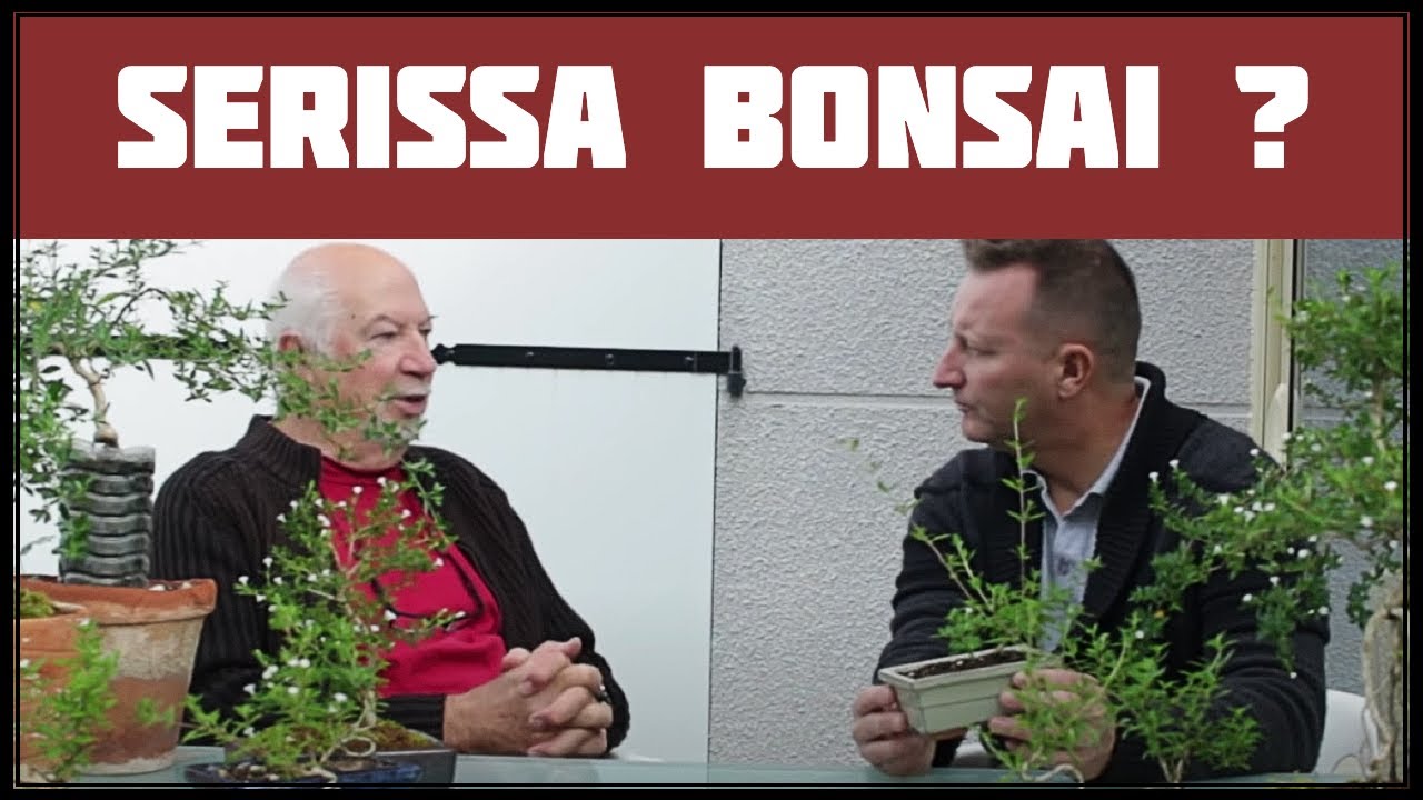 Le SERISSA FOETIDA avec JEAN MOLINARI 🌱 NEJIKAN BONSAI 🌱