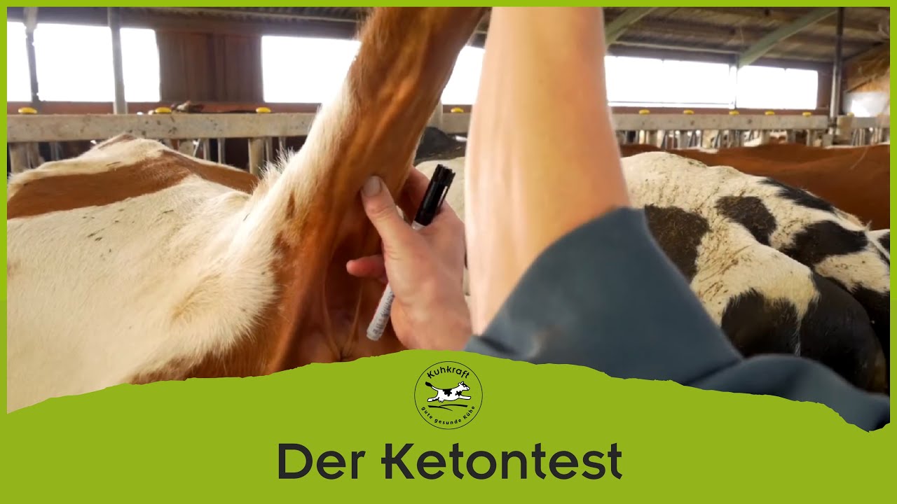 Kuhkraft zeigt: der Ketontest