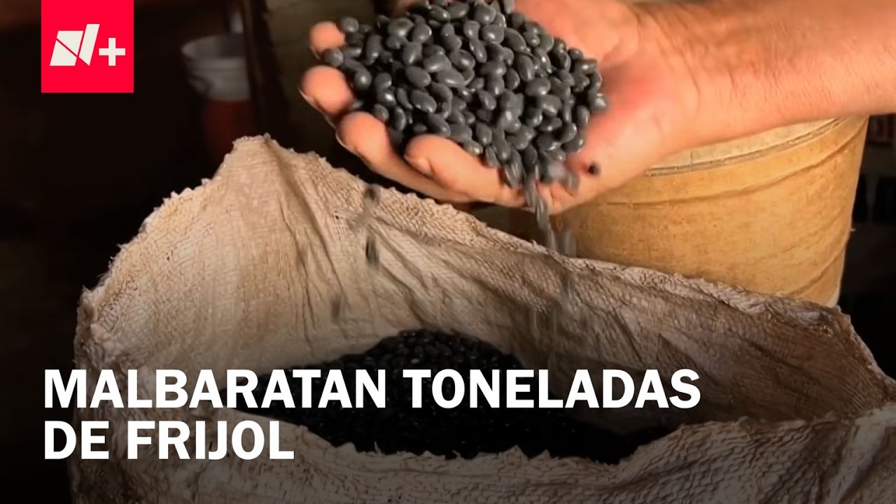 Bodegas Se Quedan Llenas de Frijol en Zacatecas: Productores han Tenido que Malbaratar su Producto