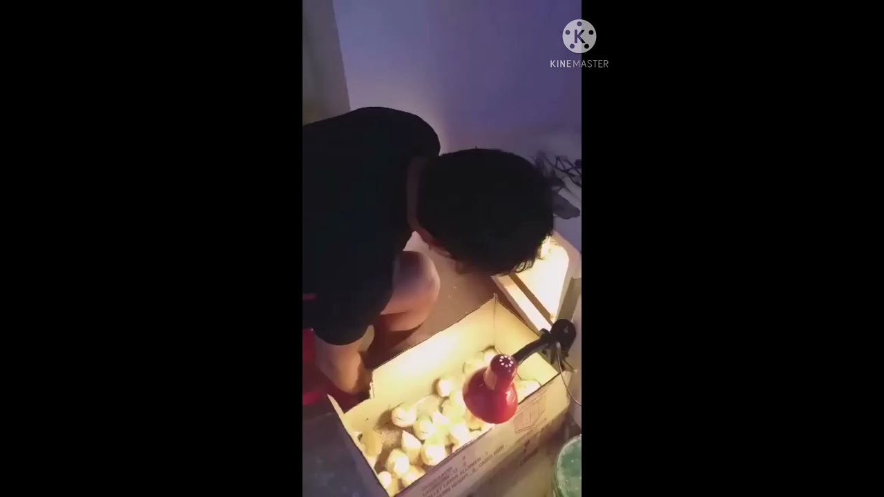 Harvesting RIR day old chicks from our home-made egg incubator. #RIR #egg #dayoldchick