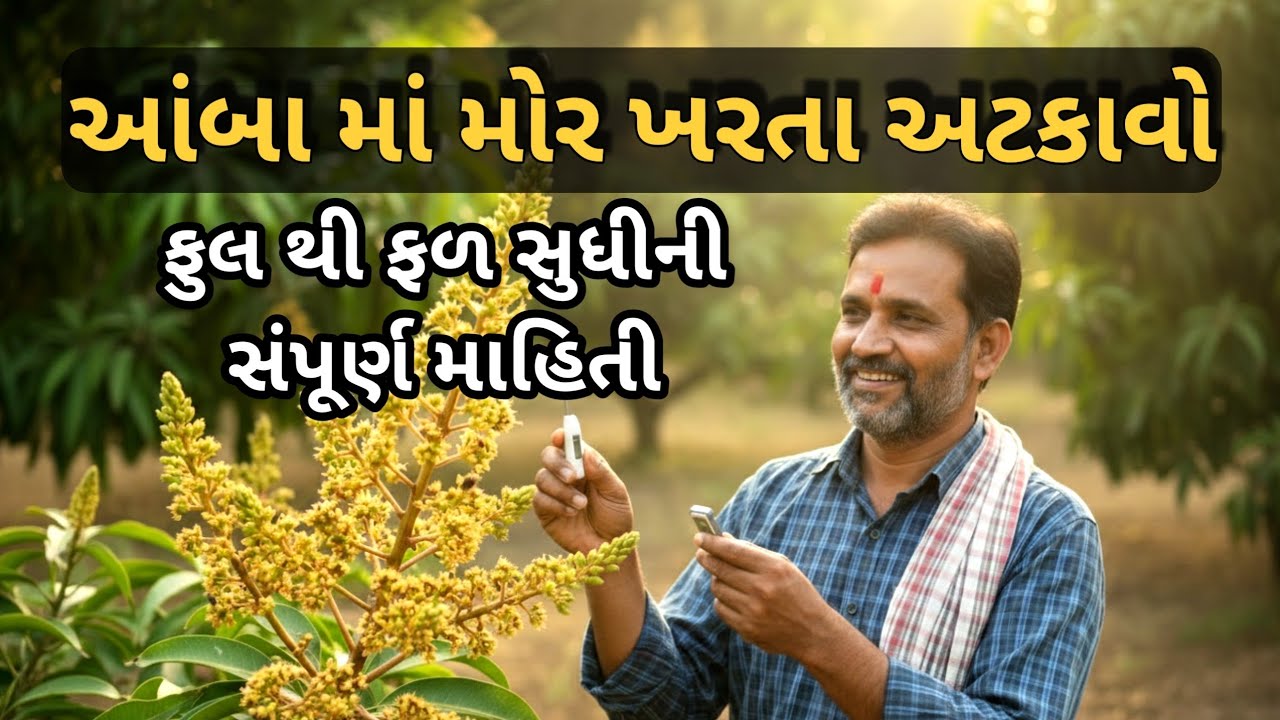 કેરીના ફૂલ અને ફળ ખરવાનું કારણ અને સંપૂર્ણ ઉકેલ | Mango Flower & Fruit Drop Solution