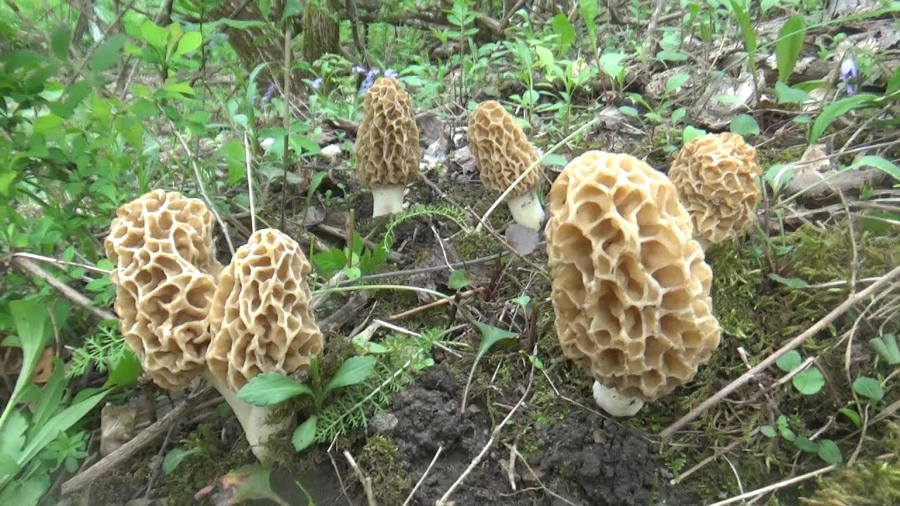 Ohio Morel Hunting 2021!