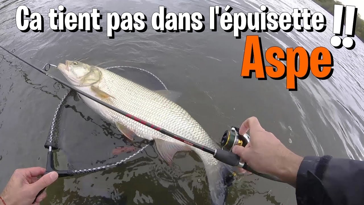 PECHE UL en LOIRE : La brutalit&eacute; des ASPES