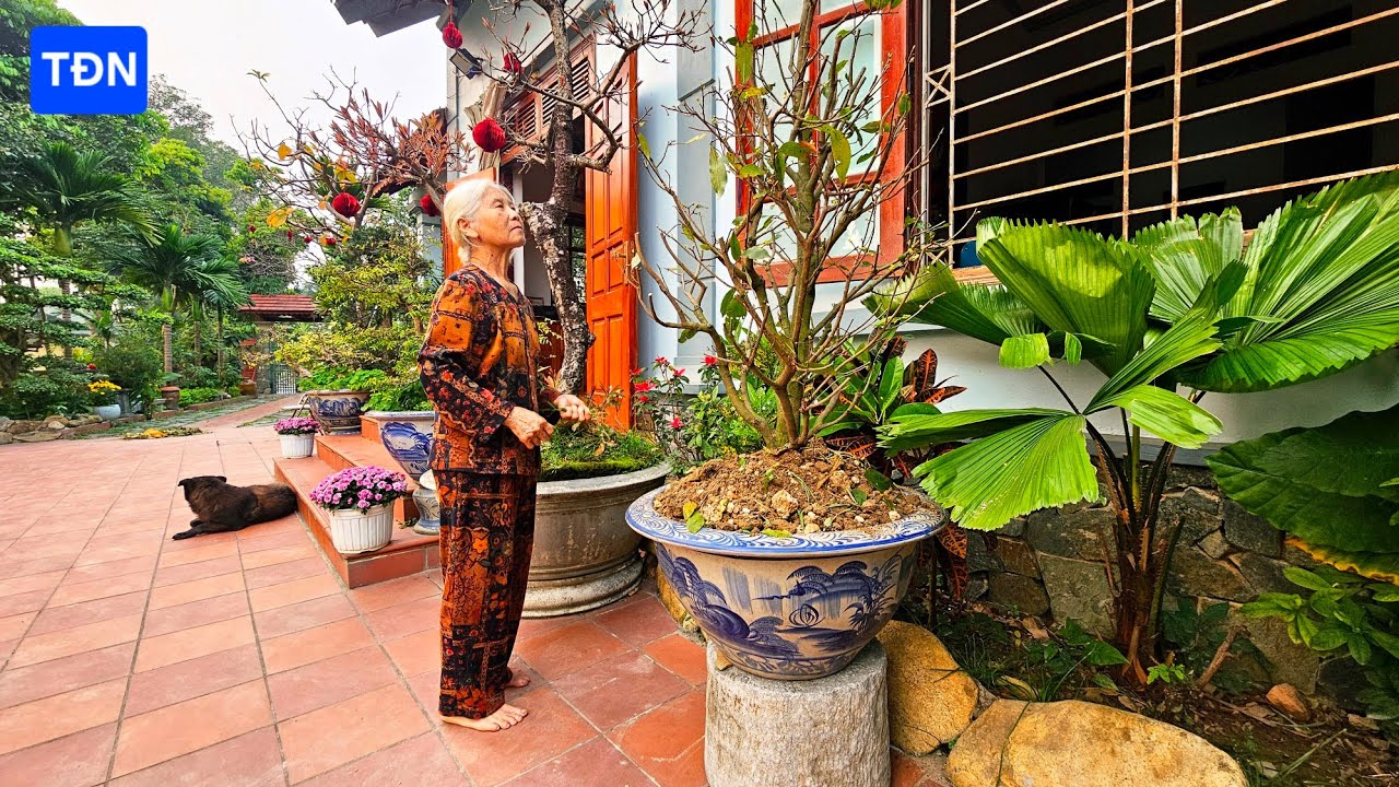 Kỹ thuật trồng cây Mai Vàng đơn giản nhất sống 100% #tamdaonui