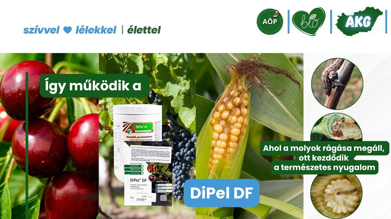 Hogyan működnek a lepkehernyók elleni BT készítmények ? - Dipel DF - Biocont