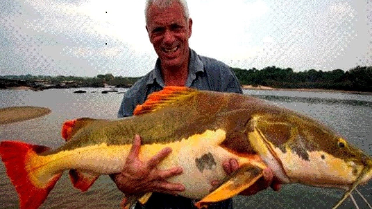 Los 10 Peces De Agua Dulce Mas Grandes Del Mundo