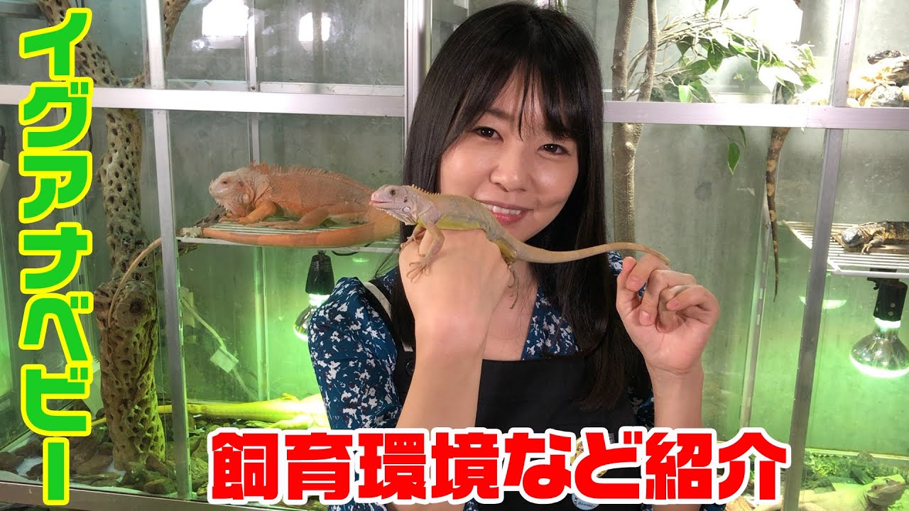 【爬虫類】生まれて3ヵ月・新しいモルフのイグアナベビーを紹介