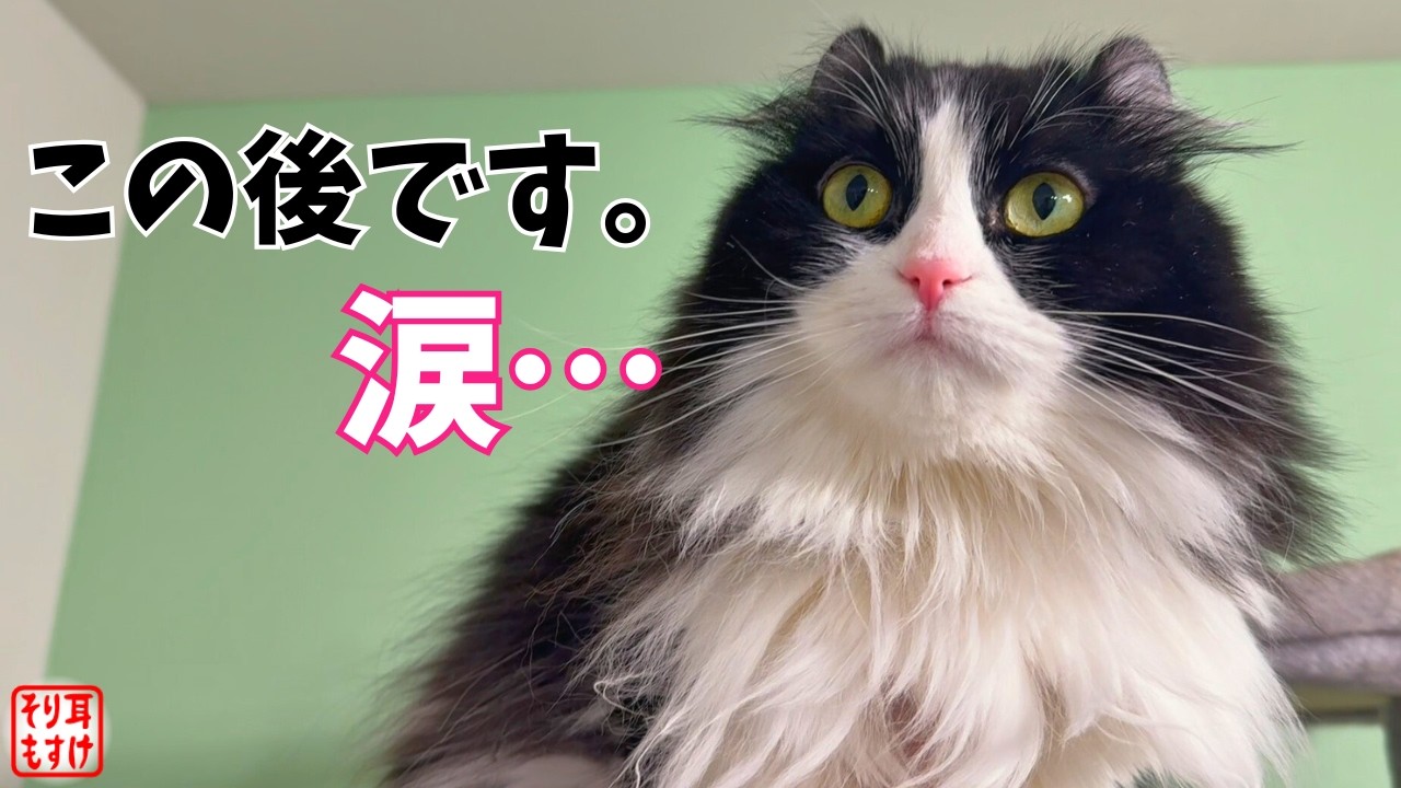 大好きなパパが突然消えた‼娘が見せた&ldquo;切なすぎる愛&rdquo;に胸が熱くなる。