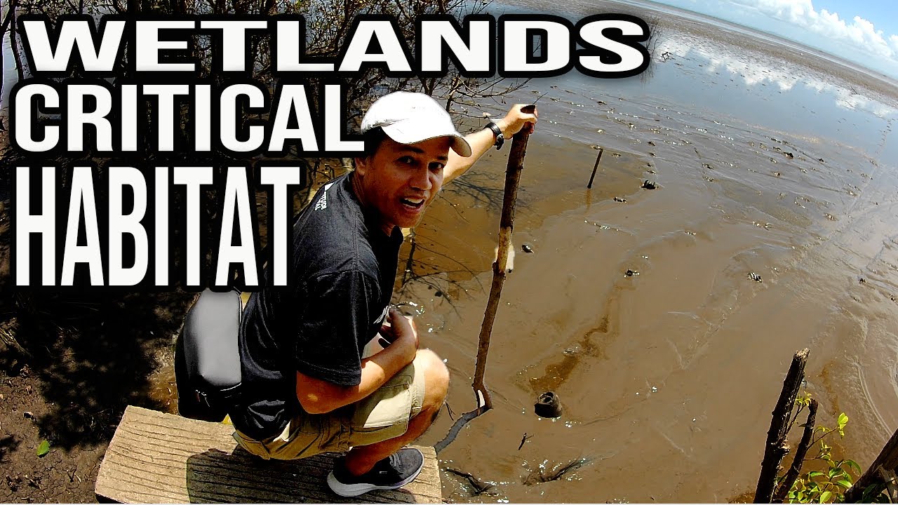 Feat: CABUSAO WETLANDS CRITICAL HABITAT | Ringing CHURCH BELLS | Camarines Sur Bicol - Philippines