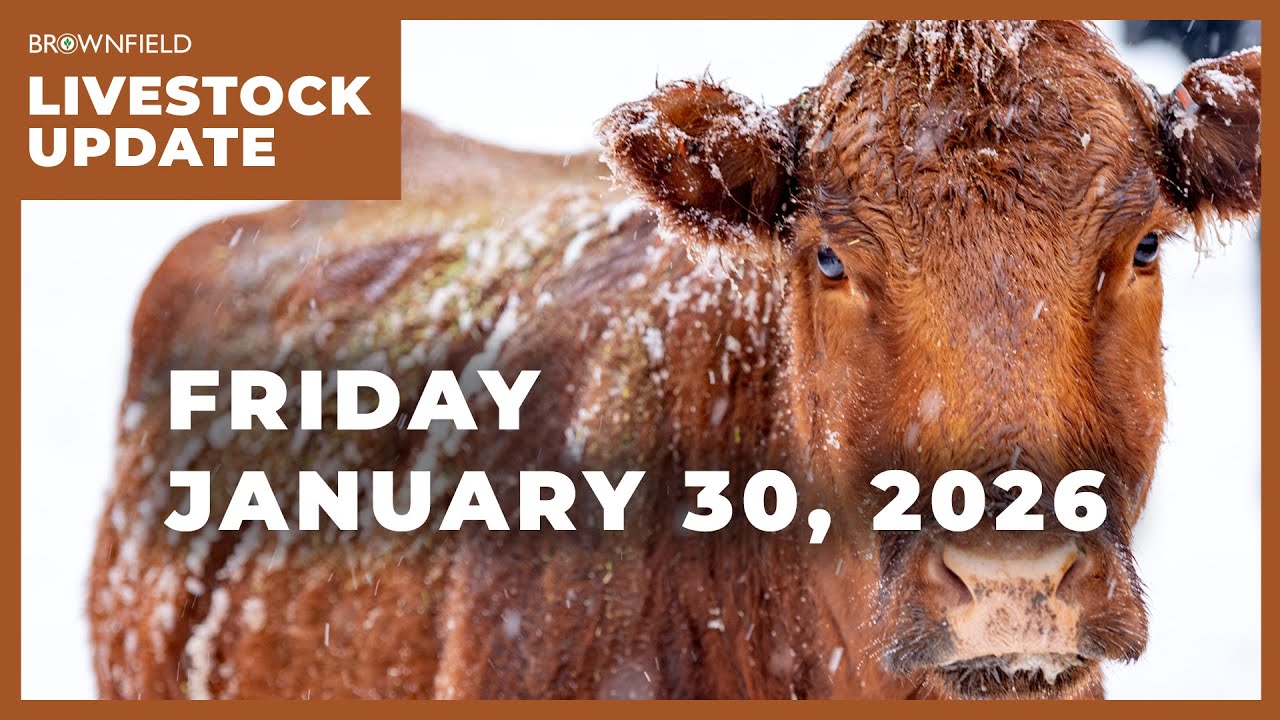 Contraction continues in the cattle industry | Weekly Livestock Market Update
