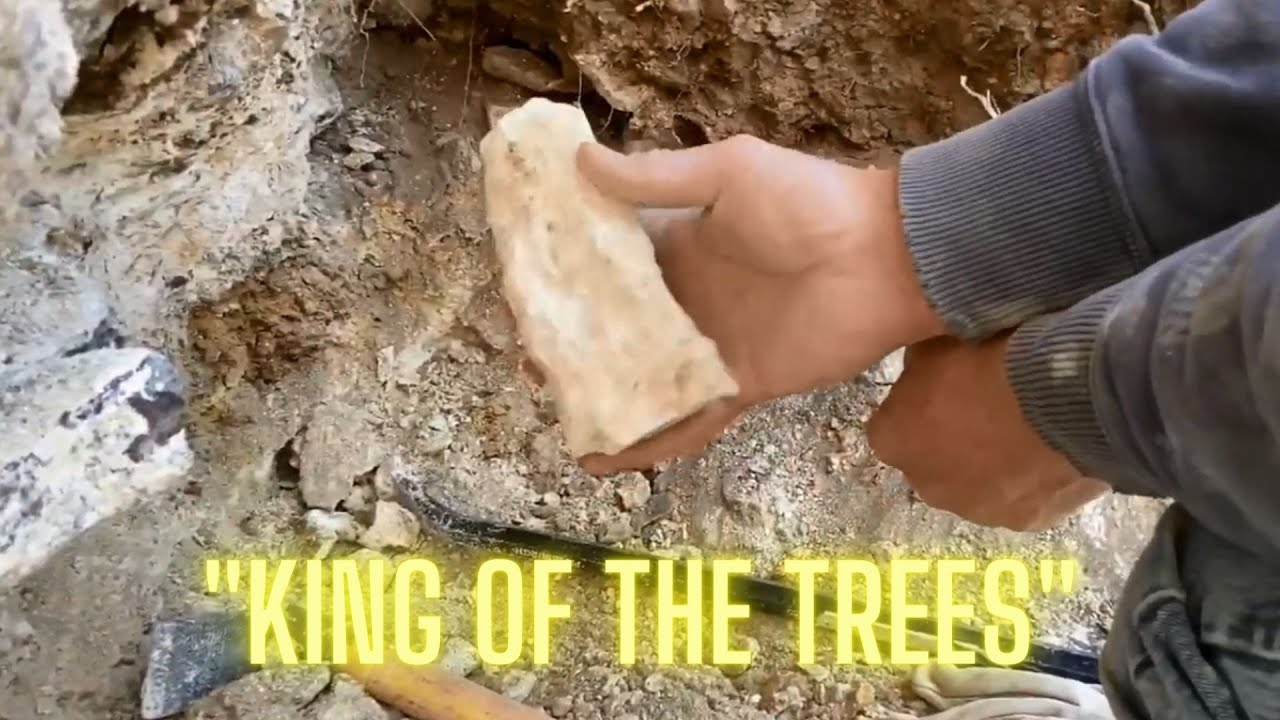 Hunting BIG Chunks of Petrified Wood on Saddle Mountain Washington