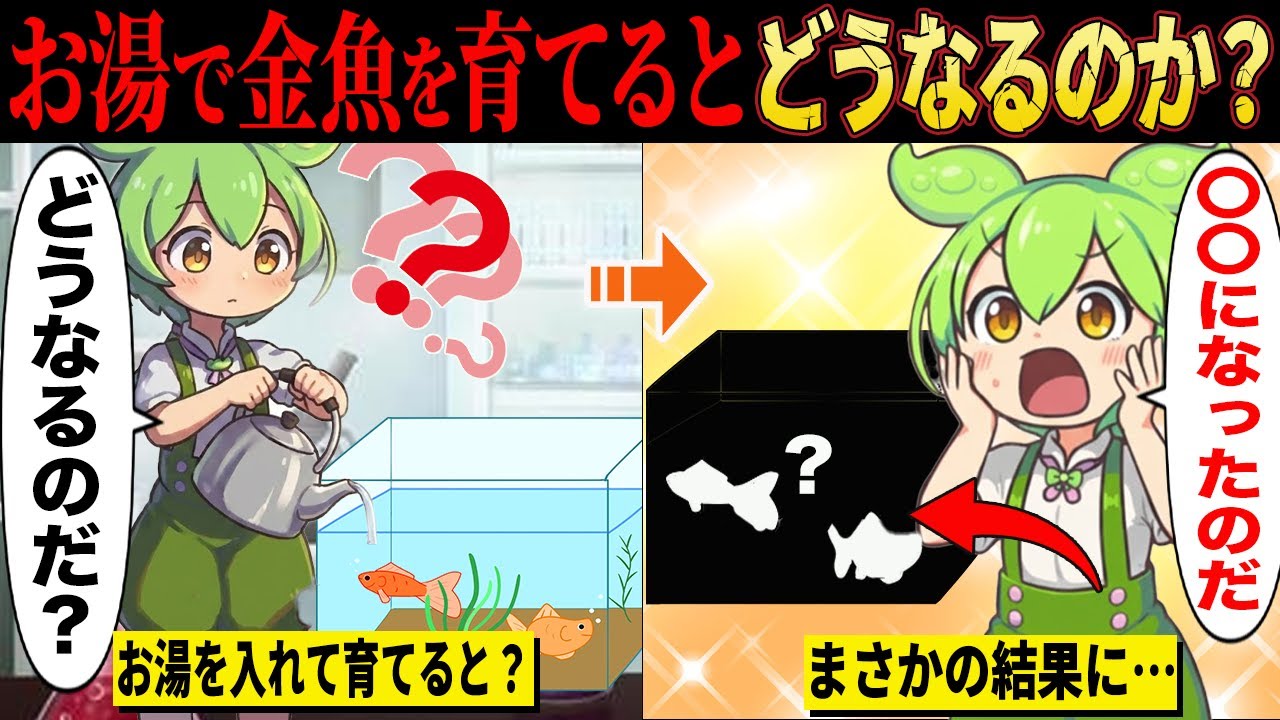 お湯で金魚を育てると一体どうなるのか？自らしか生命が生まれない理由とは【ずんだもん＆ゆっくり解説】