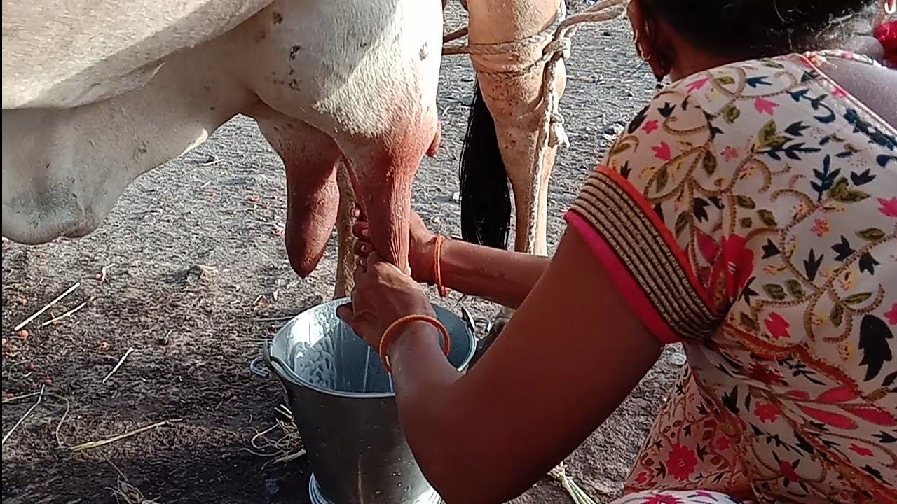 Cow milking | Women's cow milking by hand in village | how to milk a cow