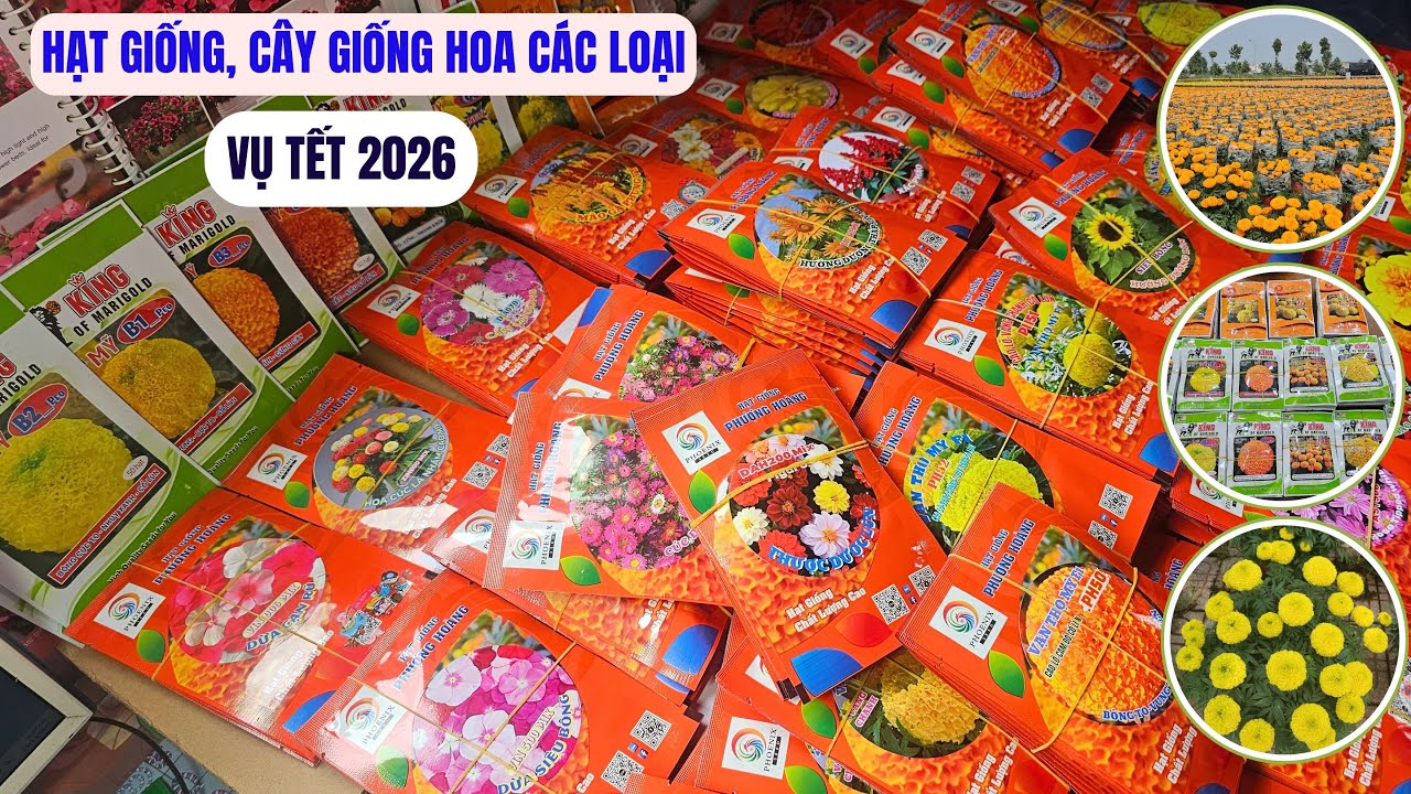 Hạt giống cây giống hoa các loại cho vụ tết 2026