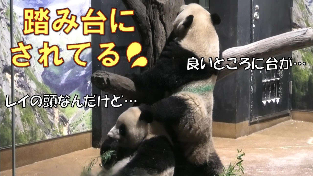 3/23シャオシャオはレイレイにやりたい放題！踏み台にしたり笹を奪ったり寝てるところを起こしたりgiantpanda @tokyo 上野動物園