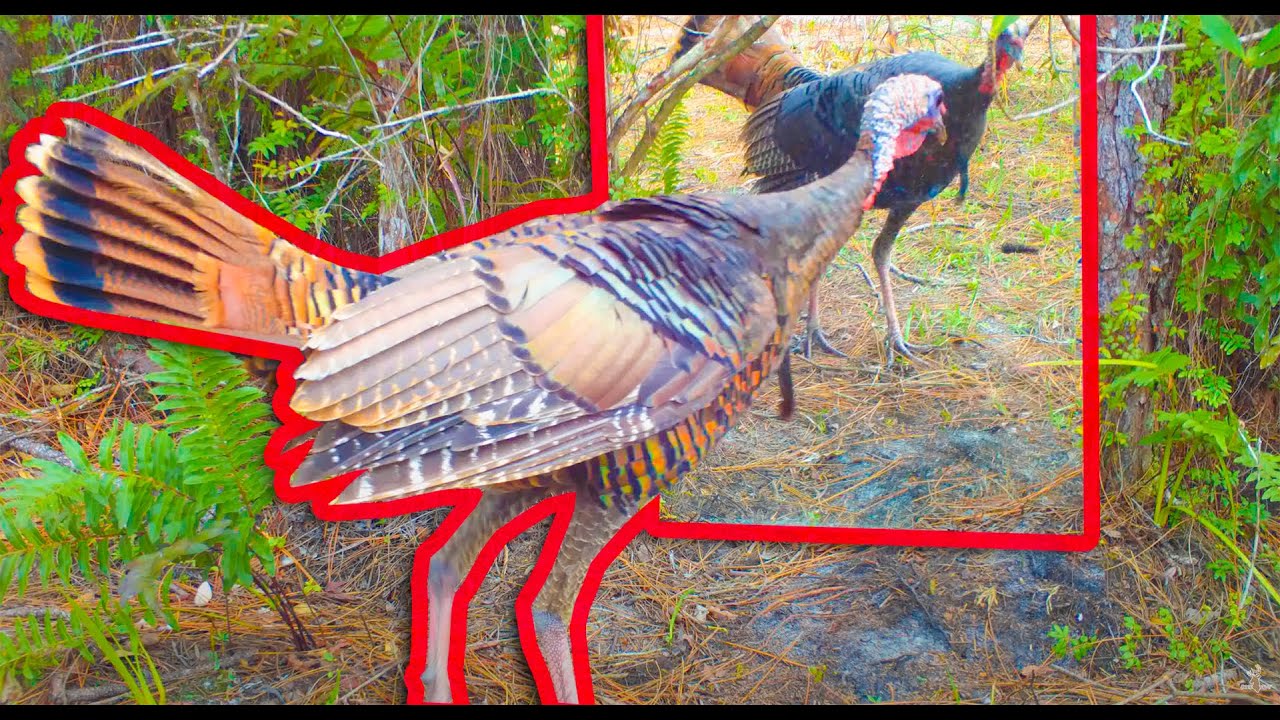 Wild Animals FREAKING OUT TO MIRROR!!!