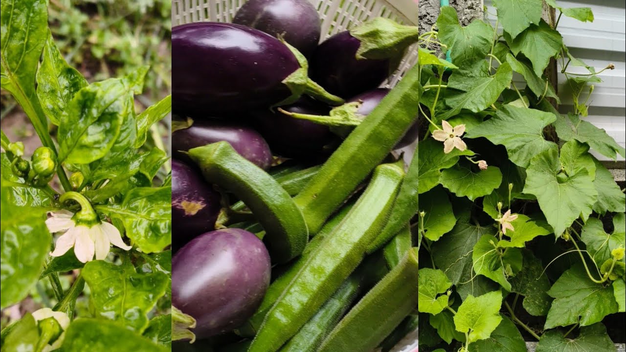 #kitchengarden